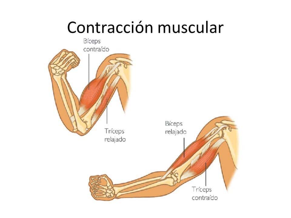 Contracción muscular - Fit Soul