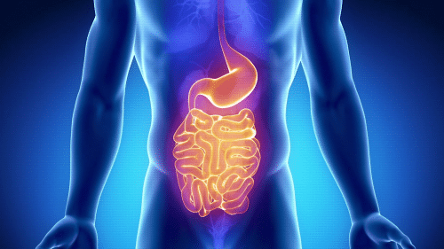 Metabolismo rápido o lento - Fit Soul