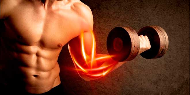 Regeneración muscular después del ejercicio - Fit Soul